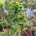 Euphorbia - Spurge