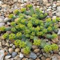 Groundcover Euphorbias