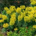 Euphorbias for damp soil