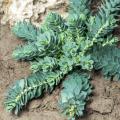 Euphorbias for dry Soil