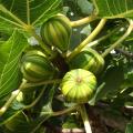 Hardy Fig Trees