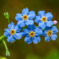 Forget-me-nots