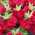 Red annuals