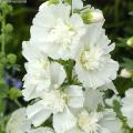 Hollyhocks