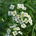 Lobularia - Alyssum