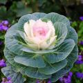 Ornamental cabbages