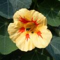 Nasturtium