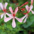 Scented Geranium