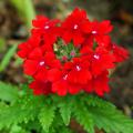 Annual Verbena