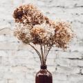 Flowers for dried bouquets