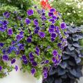 Fleurs retombantes pour jardinière et suspension