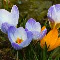 Early flowering bulbs