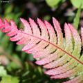 Deciduous Ferns