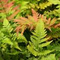 Ferns for dry soil