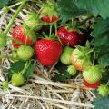 Strawberry plants