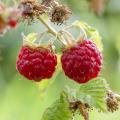 Raspberry plants