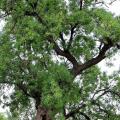 Fraxinus - Ash tree