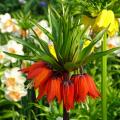 Fritillaria