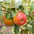 Fruit trees