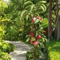 Columnar fruit trees