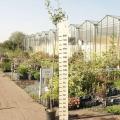 Standard fruit trees