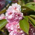 Flowering fruit trees
