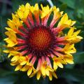 Gaillardia - Blanket Flower