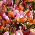 Broom - Cytisus