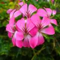 Ivy-leaved Geranium - Pelargonium