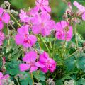 Geranium Cantabrigiense