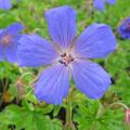 Geranium Himalayense