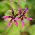 Hardy Geranium hybrids