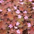 Perennial Geraniums with colourful foliage