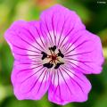 Long-flowering Perennial Geraniums