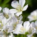 White hardy Geranium