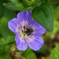 Blue hardy Geranium