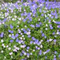 Hardy Geranium A to Z