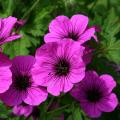 Easy-grow hardy Geranium