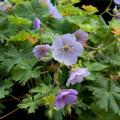 Hardy Geranium by variety