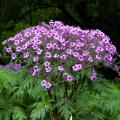 Hardy Geraniums for flowerbeds