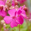 Hardy Geraniums for rock gardens