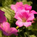 Pink hardy Geranium