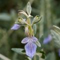 Teucrium fruticans - Tree Germander