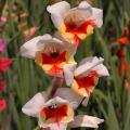 Butterfly Gladioli