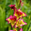 Hardy gladioli