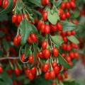 Goji berry bush