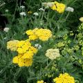 Achillea seeds