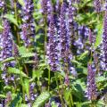 Agastache seeds