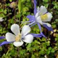 Aquilegia Colombine Seeds