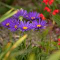 Aster seeds